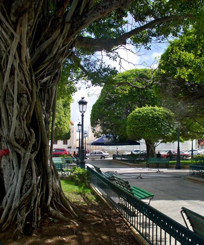 Guayama plaza trees