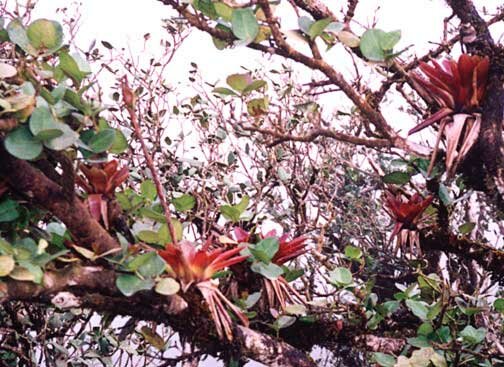 air plants such as these cover every space they can in the El Yunque dwarf forest