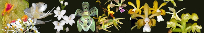 El Yunque rainforest lodging and villa rentals