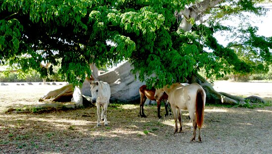 300 year Ceiba tree with horses